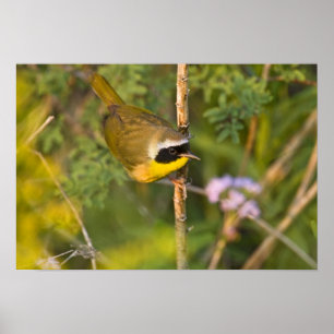 Gewone Geelkeel (Geothlypis trichas) mannetje, Poster