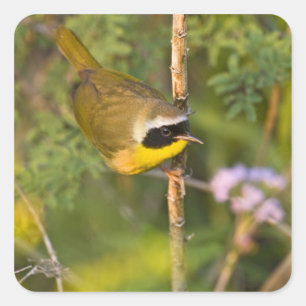 Gewone Geelkeel (Geothlypis trichas) mannetje, Vierkante Sticker