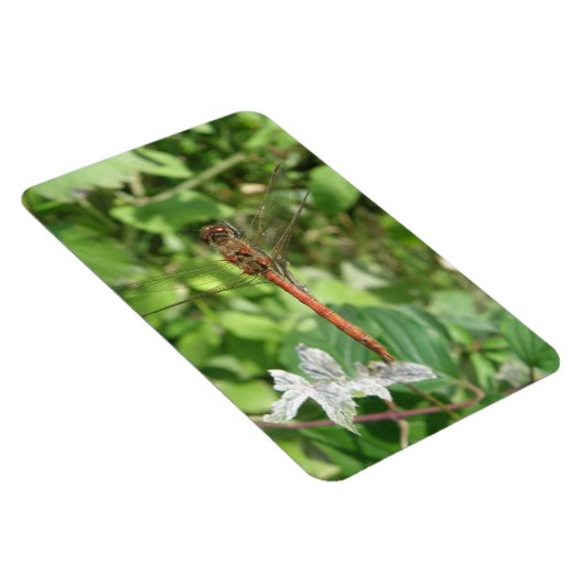 Gewone Glazenmaker Flexi Magneet (Rechterzijde)