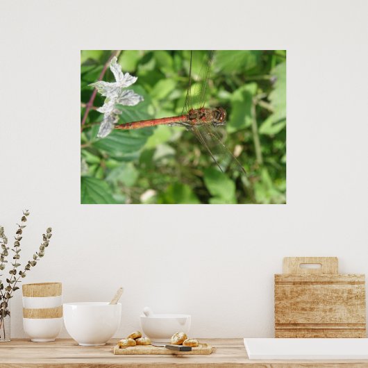 Gewone glazenmaker libel poster (Keuken)