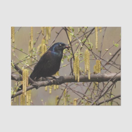 Gewone grackle voorjaarsbloesems katjes tissuepapier (Voorkant)