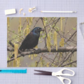 Gewone grackle voorjaarsbloesems katjes tissuepapier (Craft)