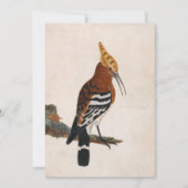 gewone hop | William Lewin (Voorkant)