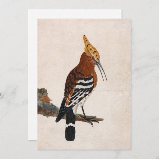 gewone hop | William Lewin (Voorkant / Achterkant)