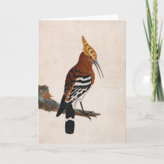 gewone hop | William Lewin Kaart (Voorkant)