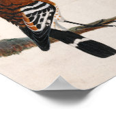 gewone hop | William Lewin Poster (Hoek)