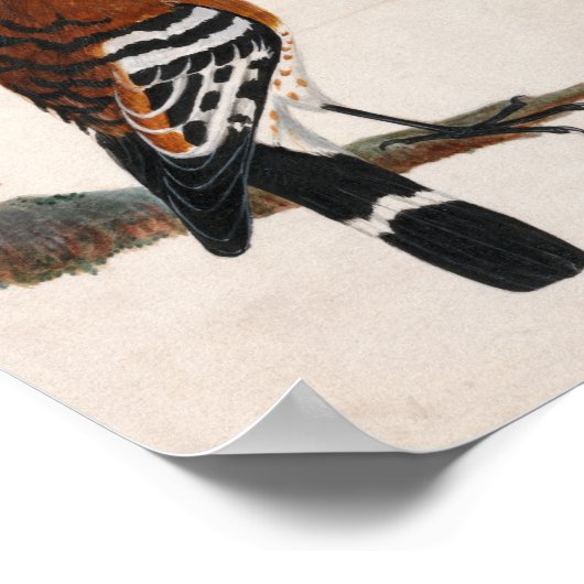 gewone hop | William Lewin Poster (Hoek)