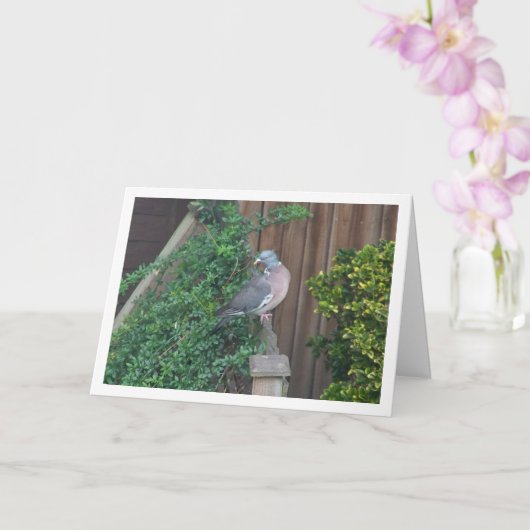 Gewone Houtduif op hek Kaart (Orchidee)