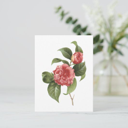gewone kamellia (Camellia japonica) van Redouté Briefkaart (Staand voorkant)
