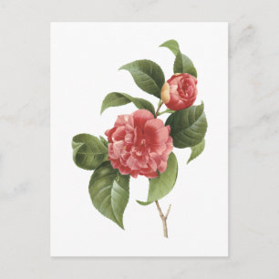 gewone kamellia (Camellia japonica) van Redouté Briefkaart