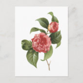 gewone kamellia (Camellia japonica) van Redouté Briefkaart (Voorkant)
