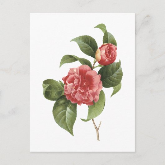 gewone kamellia (Camellia japonica) van Redouté Briefkaart (Voorkant)
