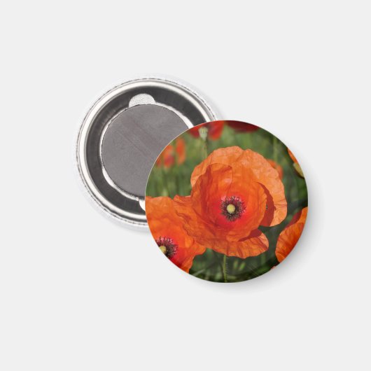 Gewone klaprozen magneet (Voorkant / Achterkant)