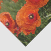 Gewone klaprozen tissuepapier (Detail)