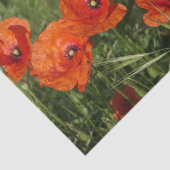 Gewone klaprozen tissuepapier (Detail)