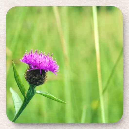 Gewone knapweed bier onderzetter (Voorkant)