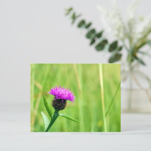 Gewone knapweed briefkaart (Staand voorkant)