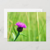Gewone knapweed briefkaart (Voorkant / Achterkant)