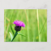 Gewone knapweed briefkaart (Voorkant)