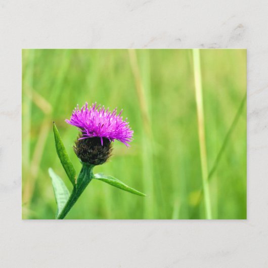 Gewone knapweed briefkaart (Voorkant)