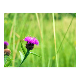 Gewone knapweed foto afdruk
