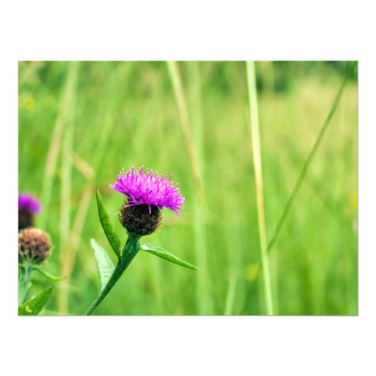 Gewone knapweed foto afdruk (Voorkant)