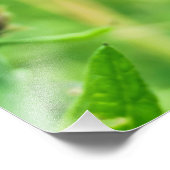 Gewone knapweed foto afdruk (Hoek)