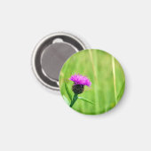 Gewone knapweed magneet (Voorkant / Achterkant)