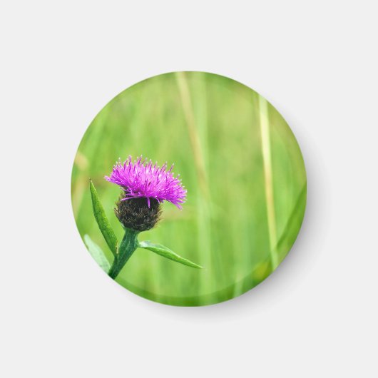 Gewone knapweed magneet (Voorkant)