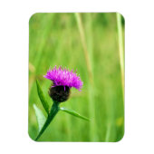 Gewone knapweed magneet (Verticaal)