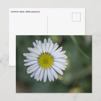 Gewone Madelief (Bellis perennis) Bloemhoofd Feestdagenkaart