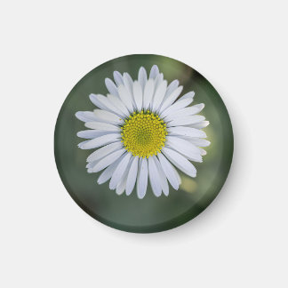 Gewone Madelief (Bellis perennis) Bloemhoofd Magneet