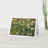 Gewone madeliefjes in gras kaart (Voorkant)