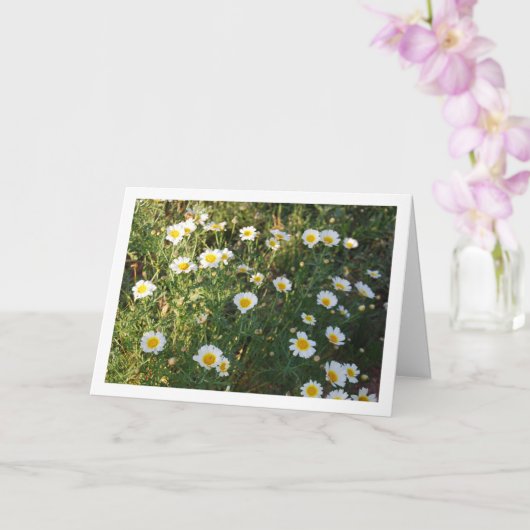 Gewone madeliefjes in gras kaart (Orchidee)