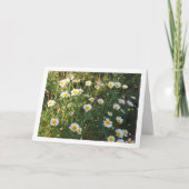 Gewone madeliefjes in gras kaart (Voorkant)