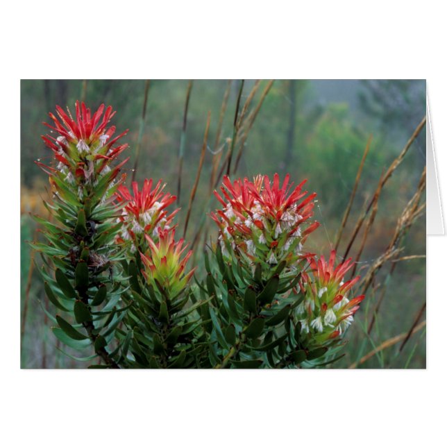 Gewone Mimetes (Mimetes Cucullatus) (Voorkant Horizontaal)