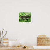 Gewone Mormon Vlinder Print (Keuken)
