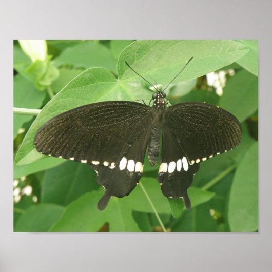 Gewone Mormon Vlinder Print (Voorkant)