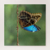 Gewone Morpho Vlinder op Prikkeldraad Legpuzzel (Horizontaal)