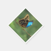 Gewone Morpho Vlinder op Prikkeldraad Servet (Hoek)