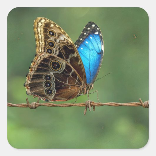 Gewone Morpho Vlinder op Prikkeldraad Vierkante Sticker (Voorkant)