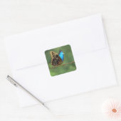 Gewone Morpho Vlinder op Prikkeldraad Vierkante Sticker (Envelop)
