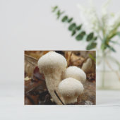 Gewone Puffball-Briefkaart Briefkaart (Staand voorkant)