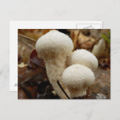 Gewone Puffball-Briefkaart Briefkaart (Voorkant / Achterkant)