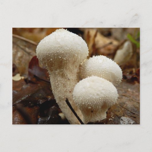Gewone Puffball-Briefkaart Briefkaart (Voorkant)