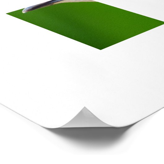 Gewone Spreeuw Poster (Hoek)