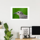Gewone Spreeuw Poster (Thuiskantoor)