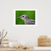 Gewone Spreeuw Poster (Keuken)
