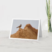 Gewone torenvalk, Falco tinnunculus Kaart (Voorkant)