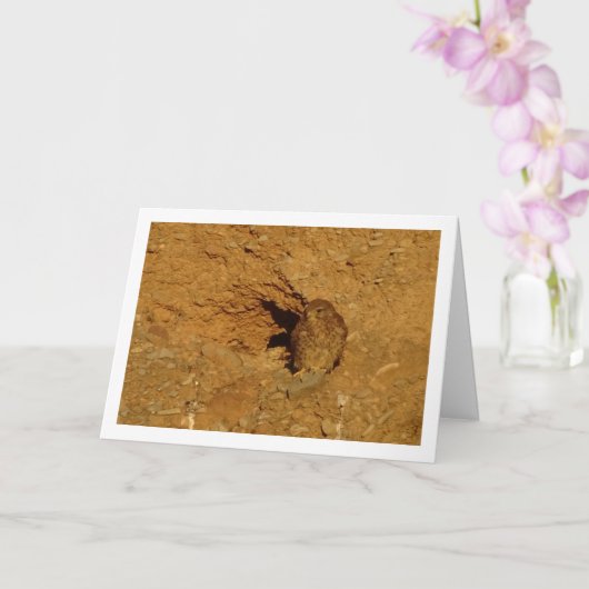 Gewone torenvalk, Falco tinnunculus Kaart (Orchidee)